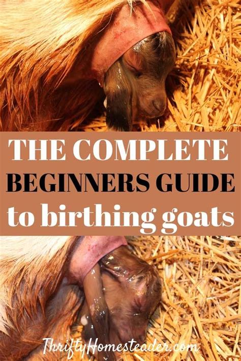 Goat Birthing A Beginners Guide Goat Care Goats Goat Farming