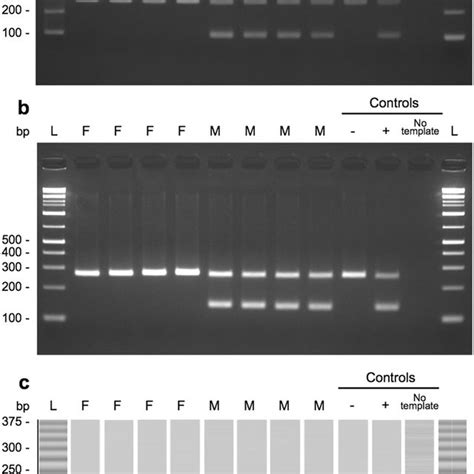 Sex Specific Pcr Products 113 Bp A 143 Bp B And Double Band