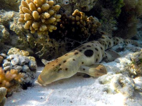 Epaulette Shark – "OCEAN TREASURES" Memorial Library