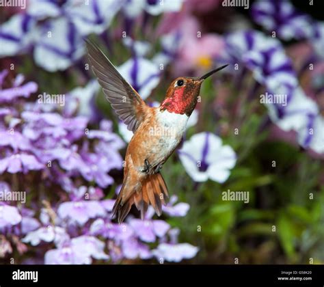 Male Rufous Hummingbird Selasphorus Rufus Feeding Stock Photo Alamy