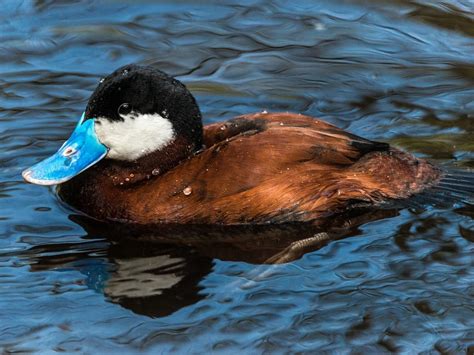 21 Species Of Ducks In Oklahoma ID Calls Season Guide