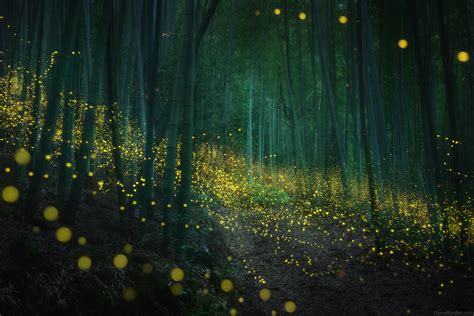 2019 Japan fireflies | Daniel Kordan