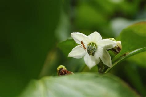 Capsicum Flower By Easanka On Deviantart