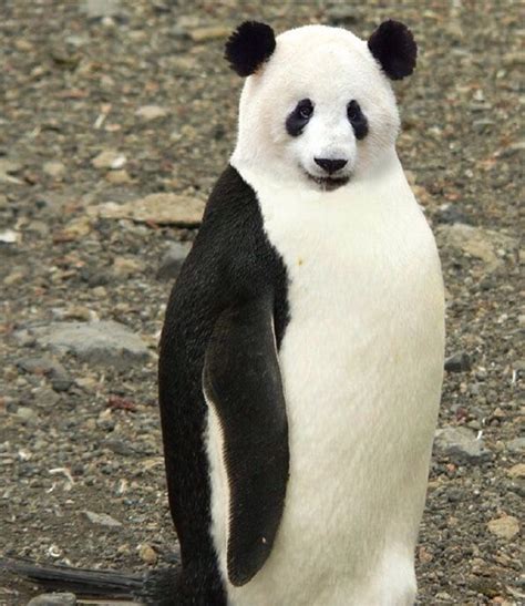 Mixed up animals!! Flashcards | Memorang