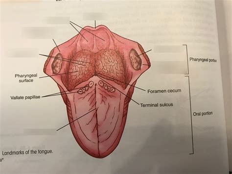 Landmarks Of The Tongue Diagram Quizlet