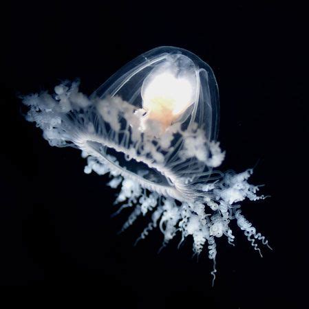 Immortal jellyfish | Life Cycle, Habitat, Size, & Facts | Britannica