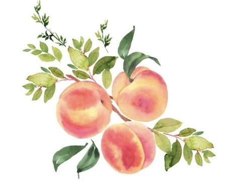 Pin on 수채화 Peach art Watercolor illustration Watercolor fruit