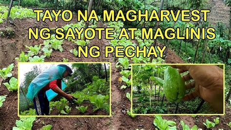 TAYO NA MAGHARVEST NG SAYOTE AT MAGLINIS NG PECHAY YouTube