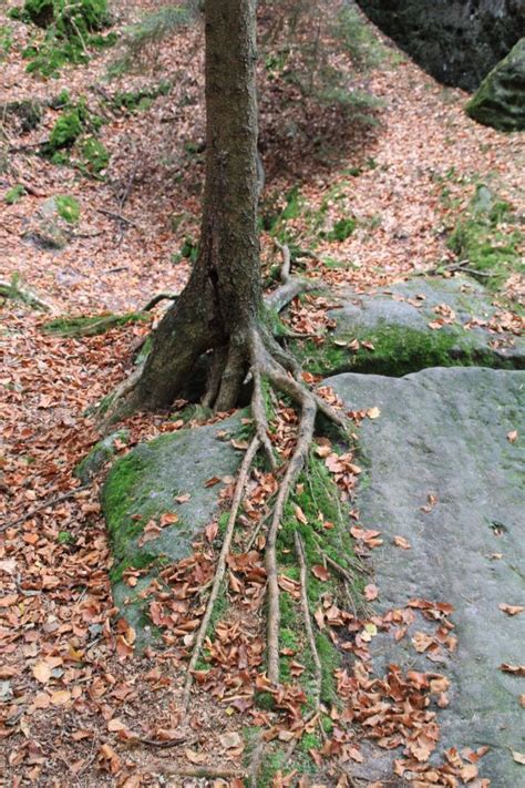 Images Gratuites Arbre Eau La Nature For T Marais R Gion Sauvage