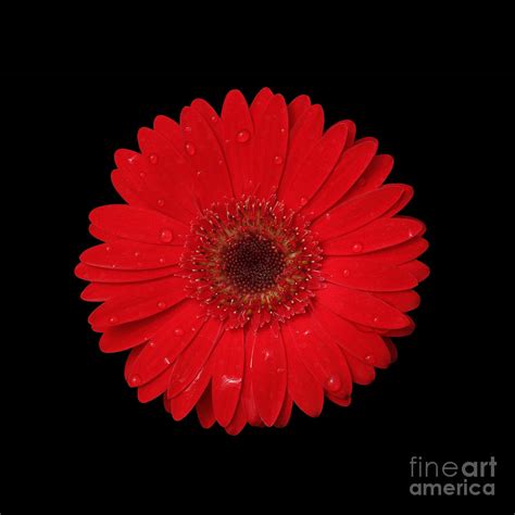 Red Gerber Daisy Photograph by Judy Whitton