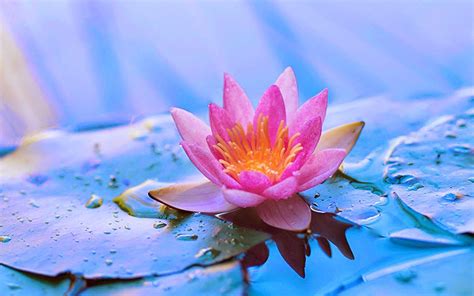 Zen Lotus Flower Wallpapers - Top Free Zen Lotus Flower Backgrounds ...