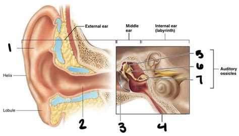 Lab Ears Flashcards Quizlet