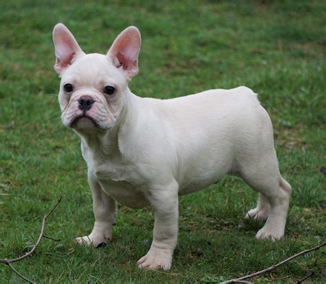 AKC Registered French Bulldog For Sale Millersburg, OH Male - Timmy ...