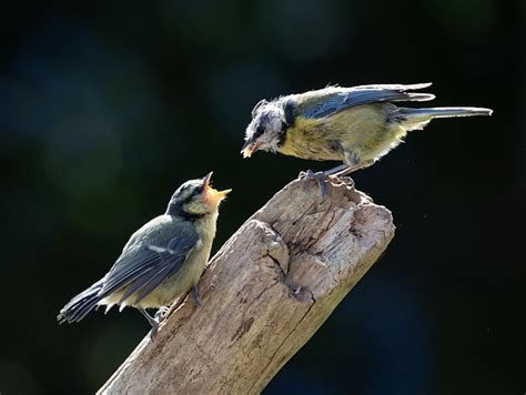 Free Tits Nature Images Pixabay