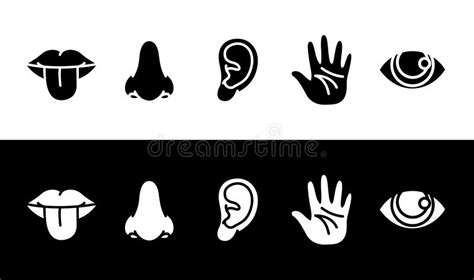 Set Of Human 5 Senses Icon Symbol Taste Smell Hearing Touch Sight