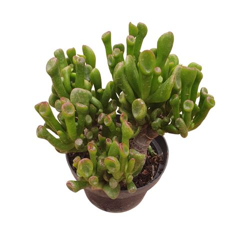 Crassula Ovata Golum Orelha De Shrek Amantiquira