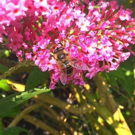 Bee Nature Insect Free Photo On Pixabay