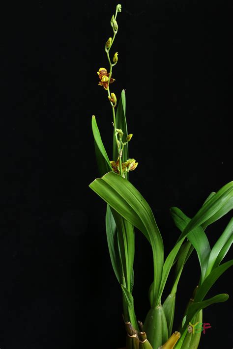 Oncidium Sphacelatum Yings Shangri La Flowers