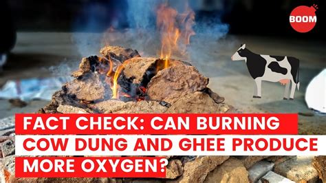 Can Burning Cow Dung And Ghee Produce More Oxygen Fact Check BOOM