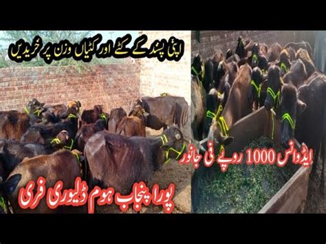 How To Start Katta Farming Katta Farms Katta Business 2020 Katta