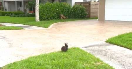 Una Plaga De Conejos Invade Un Vecindario De Florida