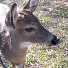 Adorable deer devours Grandma’s homemade biscuits – Madly Odd!