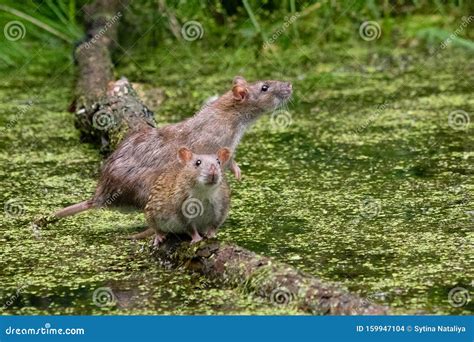 775 Wild Rats Photos - Free & Royalty-Free Stock Photos from Dreamstime