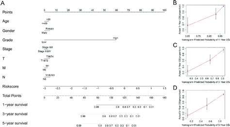 Establishment Of The Nomogram In Tcga The Results Of The Nomogram A