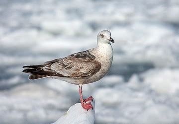 Agami Steller Zeearend Stellers Sea Eagle Haliaeetus Pelagicus Zeea