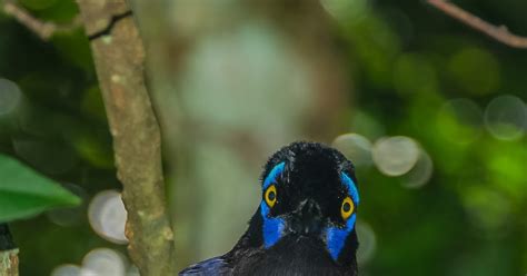 P Jaros Pajarracos Urraca De Cresta Alborotada Plush Crested Jay