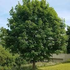 Maple/ Deborah - Pine Lane Nursery