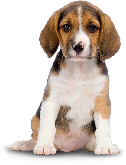 Dog Png Transparent Image Download Size 417x547px