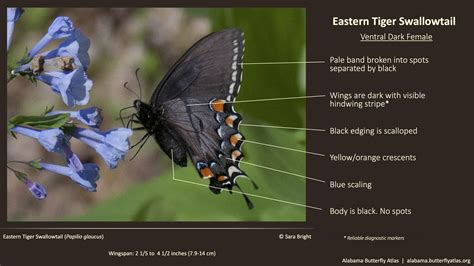 Eastern Tiger Swallowtail - Alabama Butterfly Atlas