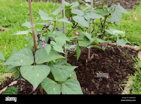 Dwarf French Bean Plants Supported By Bamboo Canes Small Purple