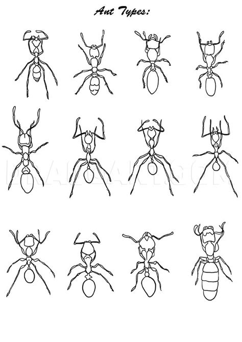 How To Draw Ants Step By Step Drawing Guide By Neekonoir Dragoart