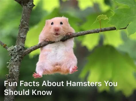 Fun Facts About Hamsters You Should Know Nature Preserve Hub