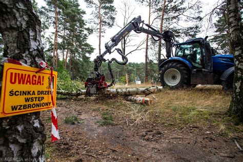 Ile drzew wycięto w Bydgoszczy przez ostatnie lata Tysiące