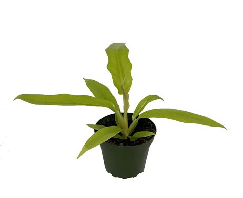 Golden Crocodile Philodendron Easy To Grow Houseplant 4 Pot