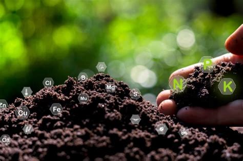 Suelos La Base De Nuestra Alimentación Y Biodiversidad Mundial Cultiva Futuro