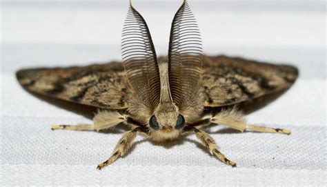 How Female Moths Snag Guys With Big Antennae Futurity