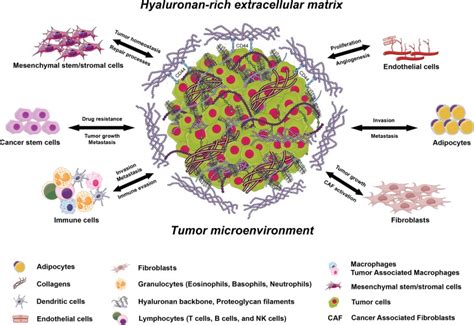 The Role Of The Tumor Microenvironment In The Development And Progression Of Hepatocellular