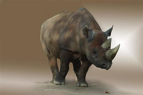 Animal Wild Animal Rhino Africa Animal World Horn Armor Isolated