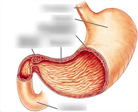 Anatomie De L Estomac Diagram Quizlet