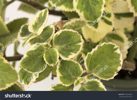 Indian Borage Plectranthus Amboinicus Lour Spreng Stock Photo