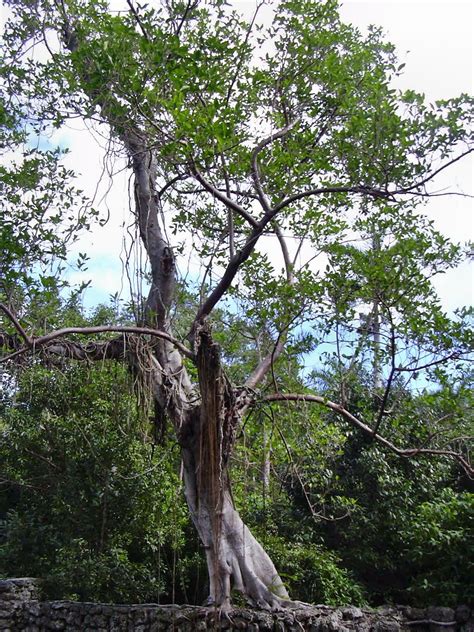 Florida Strangler Fig Its Nature