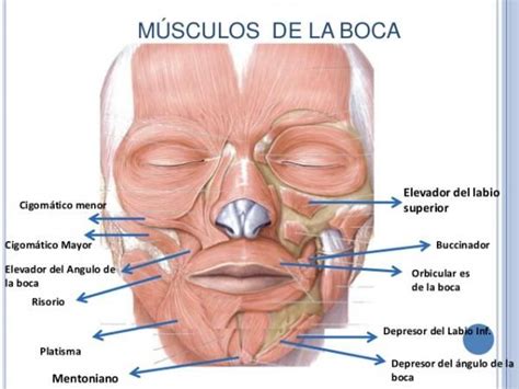 Todos los músculos de la boca y sus funciones RESUMEN IMÁNE