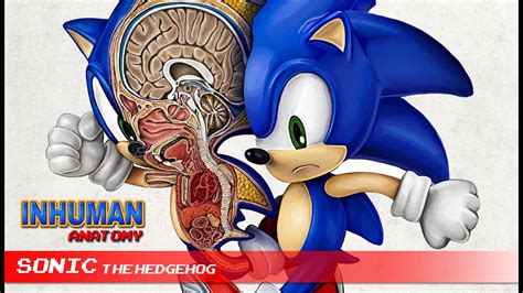 Sonic The Hedgehog Anatomy