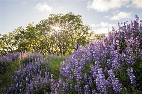 Wildflowers Forest