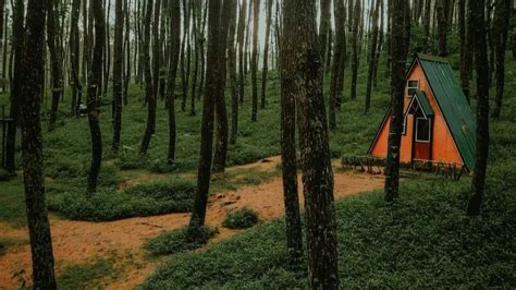 Hutan Pinus Kragilan Magelang Daya Tarik Harga Tiket Jam Buka