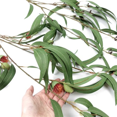 Eucalyptus Gumnut Long Spray Cmh Native Flowers Etsy